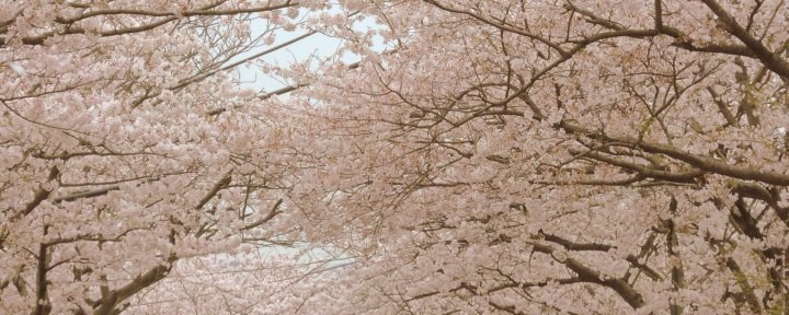 桜のトンネル 逗子ハイランドの桜並木です Toho Shonan エスプレッソ